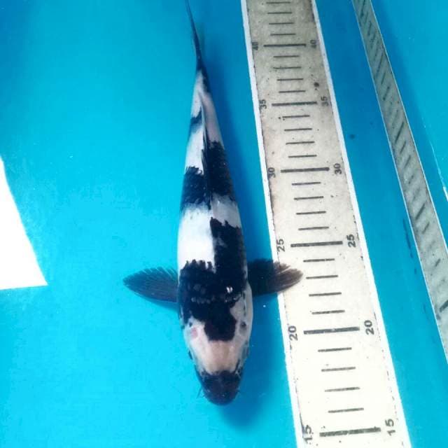 Shiro, 26 cm