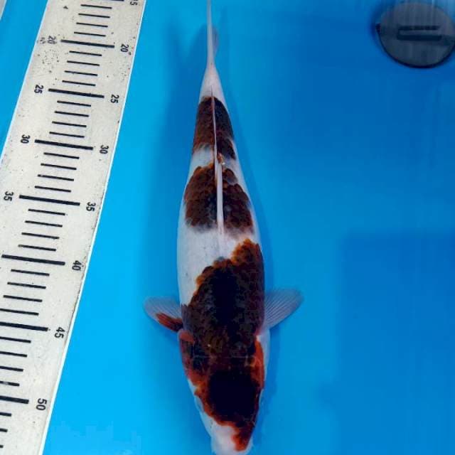 Goromo 35cm