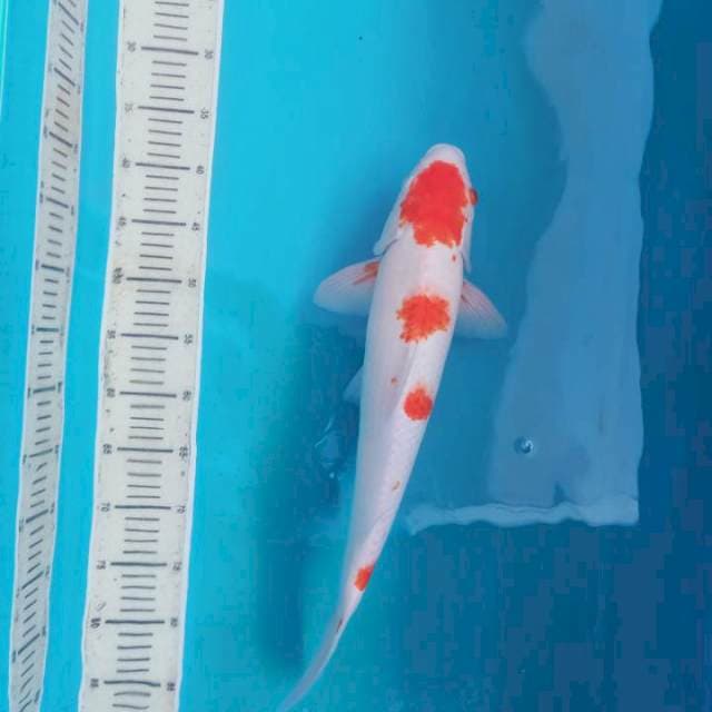 Kohaku Jos