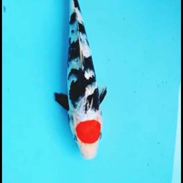 Tancho showa 28cm