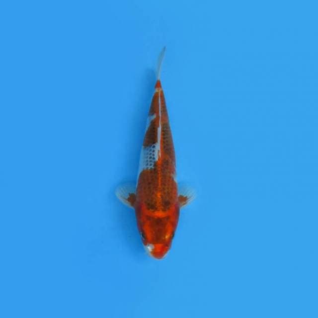 NEAR KOI - 27CM - RED KUJAKU