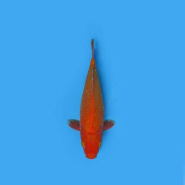 NEAR KOI - 32CM - BENIGOI