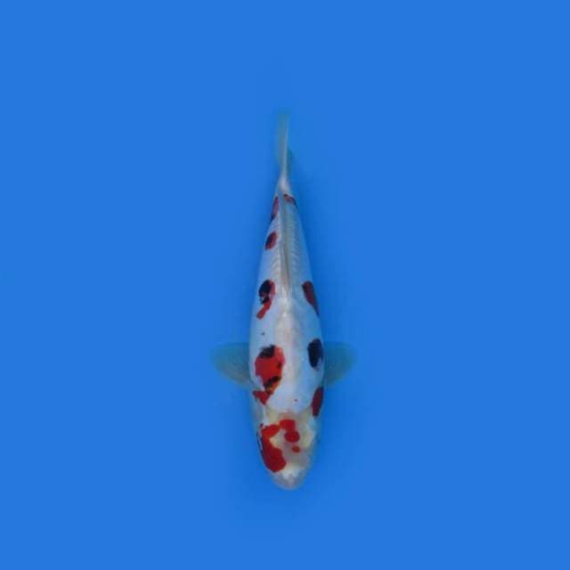 NEAR KOI - 31CM - POLKADOT SANKE