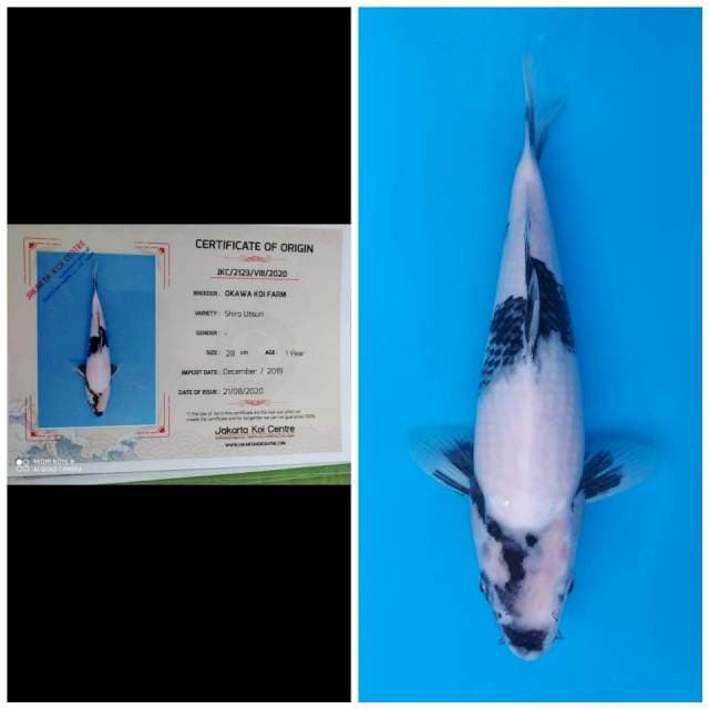 Okawa Shiro