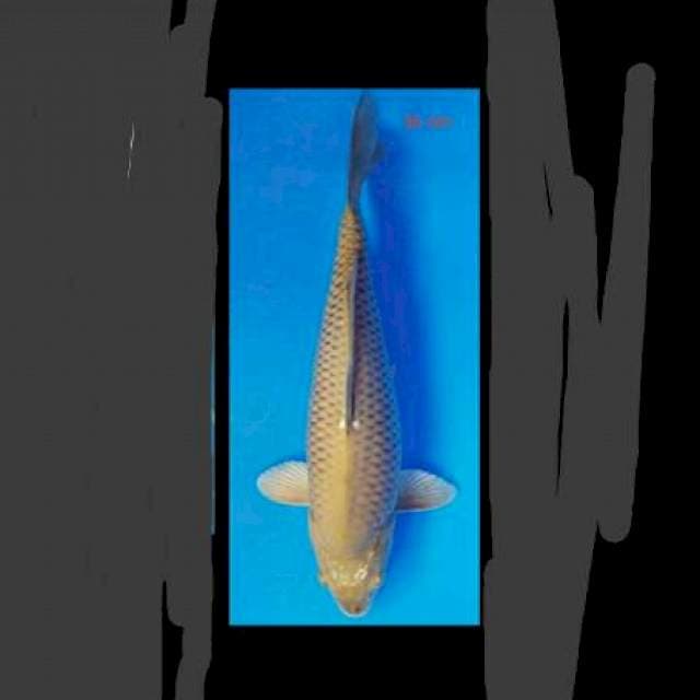 Chagoi 36 cm