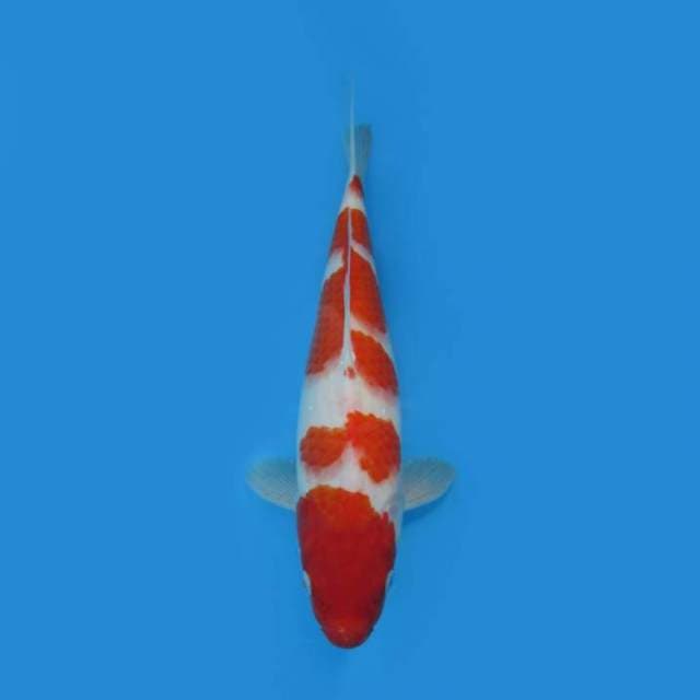 NEAR KOI - 31CM - KOHAKU QUALITY SKIN