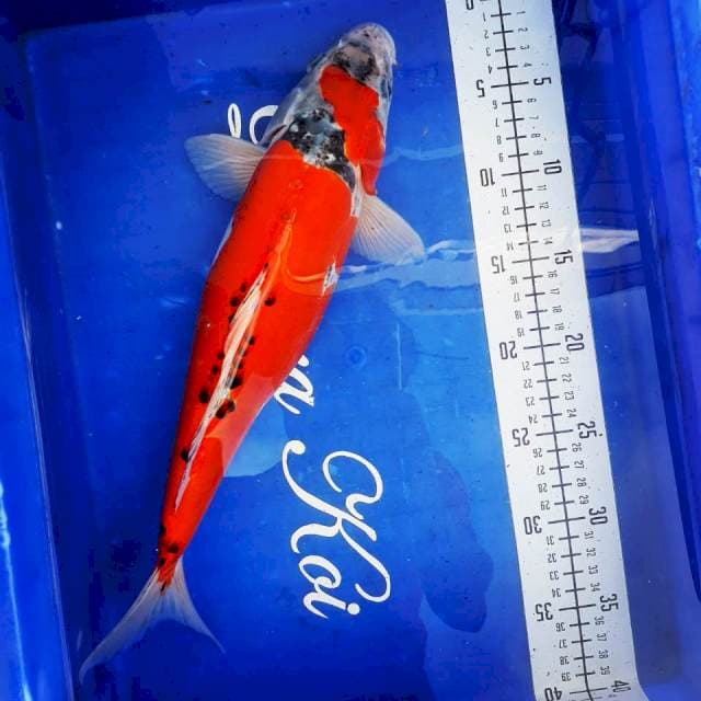 Goshiki Doitsu 41cm LANGKA ๐