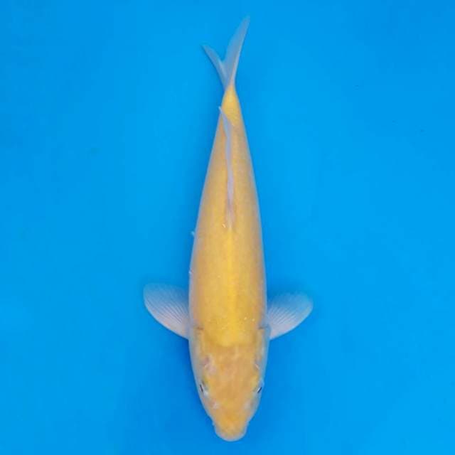 Marusei karashi 35cm non-serti