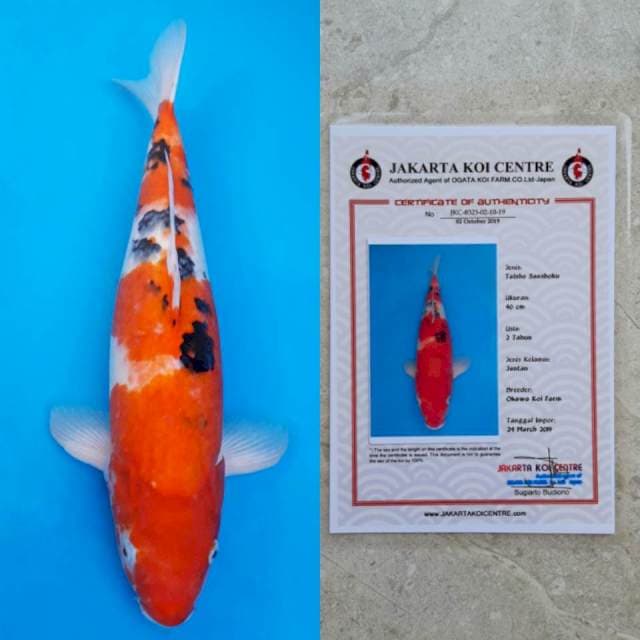 Okawa sanke 45cm certy