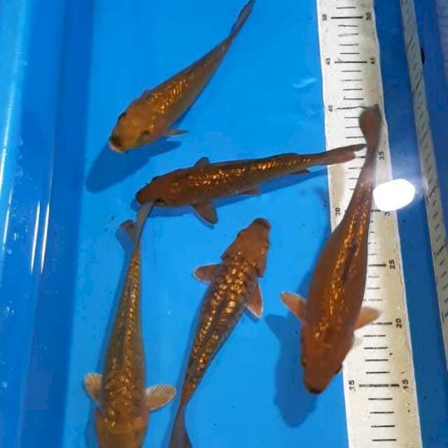 CHAGOI TEMBAGA GINDRIN 19-22 CM