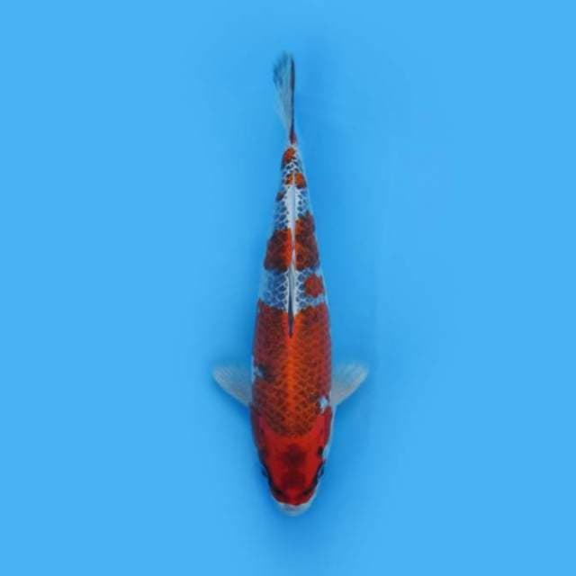 NEAR KOI - 28CM - RED KUJAKU