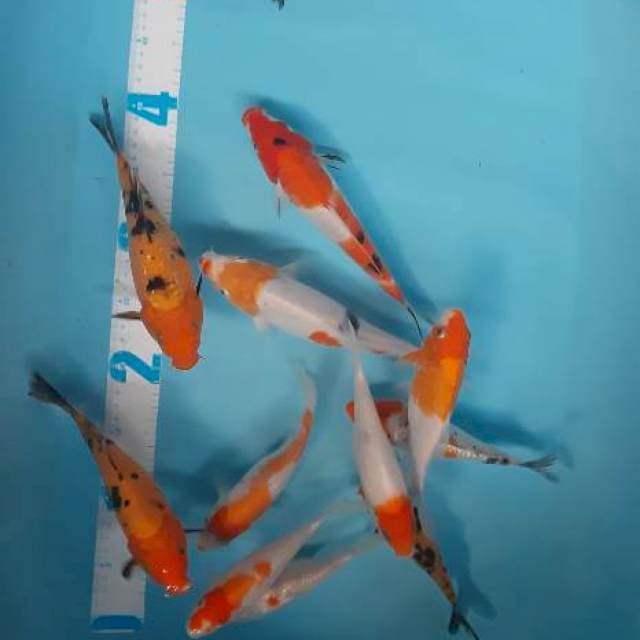Mix koi 15 ekor