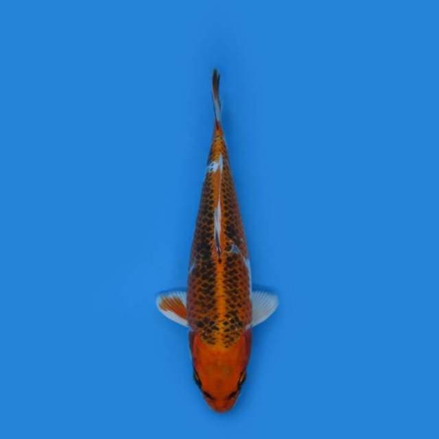 NEAR KOI - 26CM - ORANGE KUJAKU