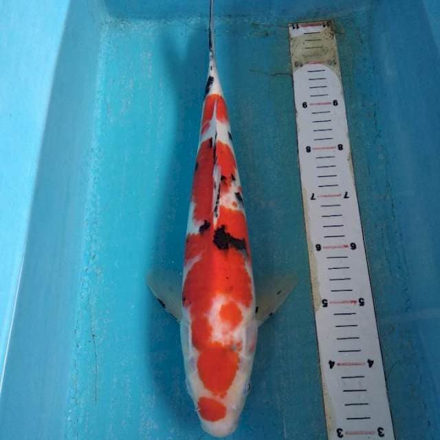 Sanke male 39cm