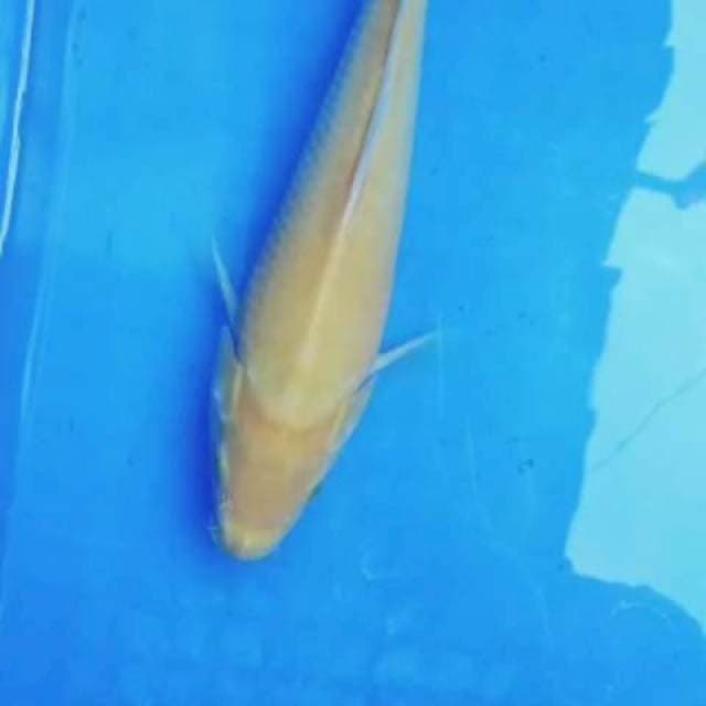 Karasi lemon