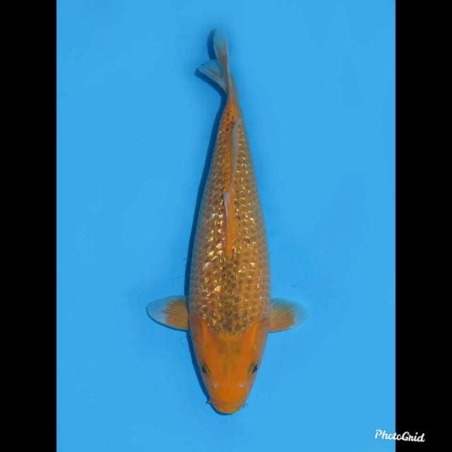 35cm , Female ,- Aka Mastuba Ginrin Bulky