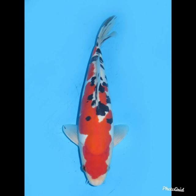 30cm , Male ,- Doitsu Murni Sanke SQ