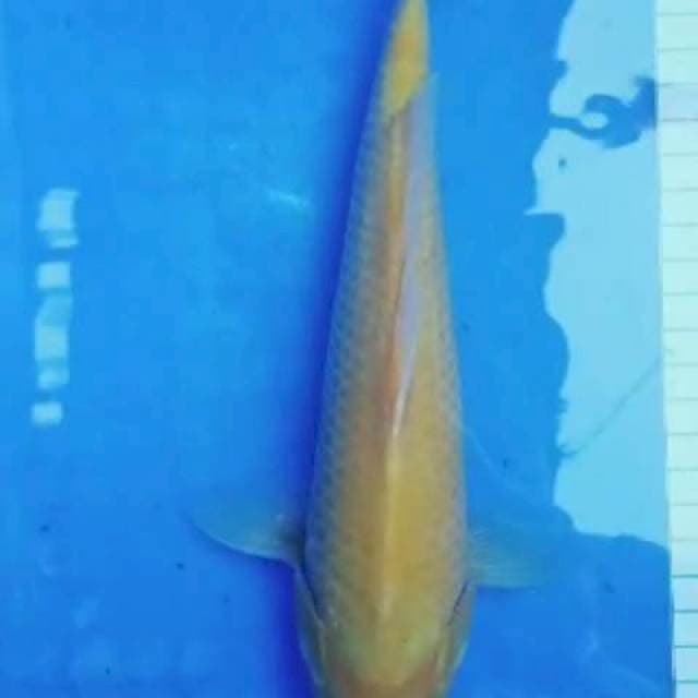 Karasi lemon
