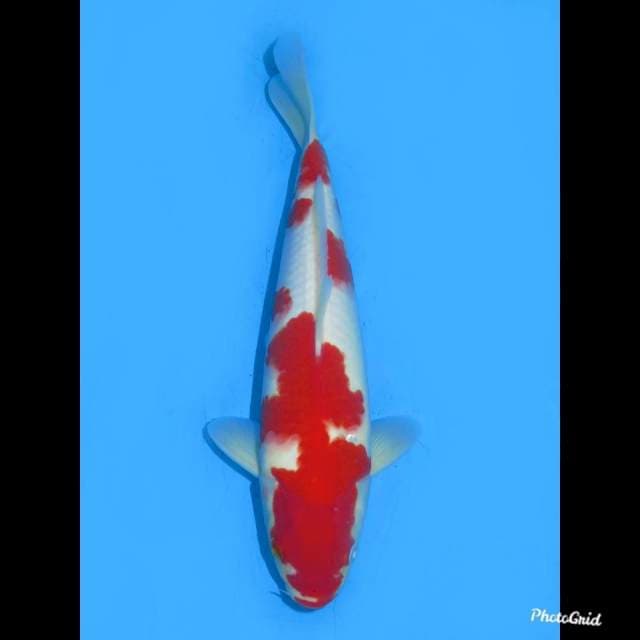 30cm , Male ,- Red Kohaku