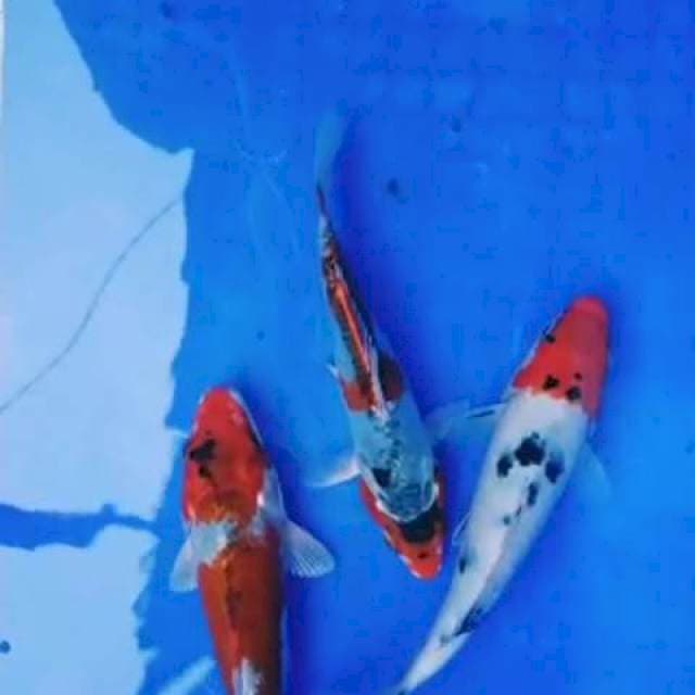 Mix kohaku kujaku 3 ekr
