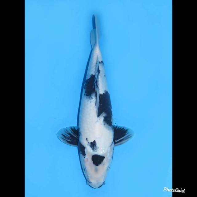 34cm , Male ,- Shiro Putih Salju