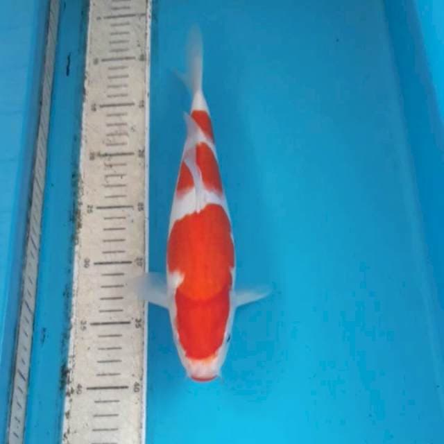 Kohaku