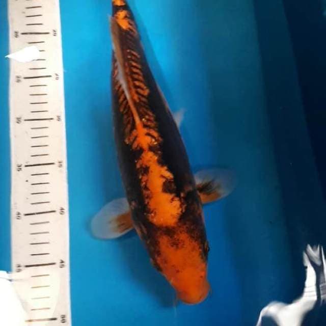 BENIKUMONRYU 40 CM