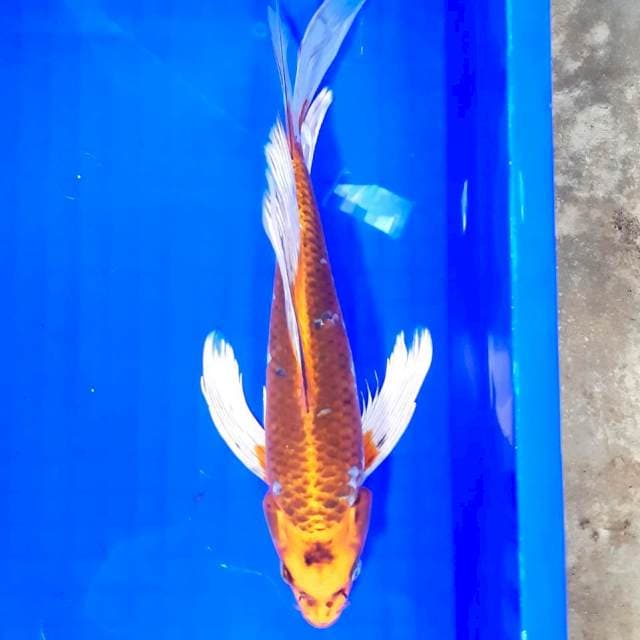 Kumpay kujaku 34 cm