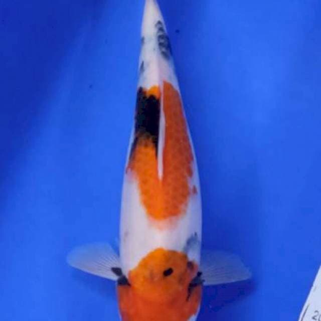 Kindai showa tategoi..28cm female
