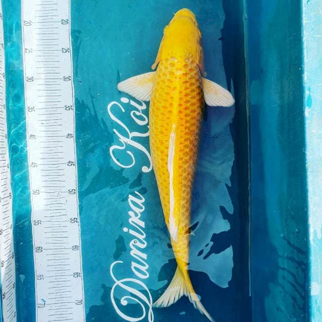 57cm, Ogon Yamabuki
