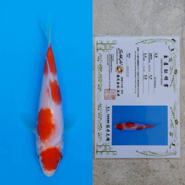 Sakai kohaku 20cm certy