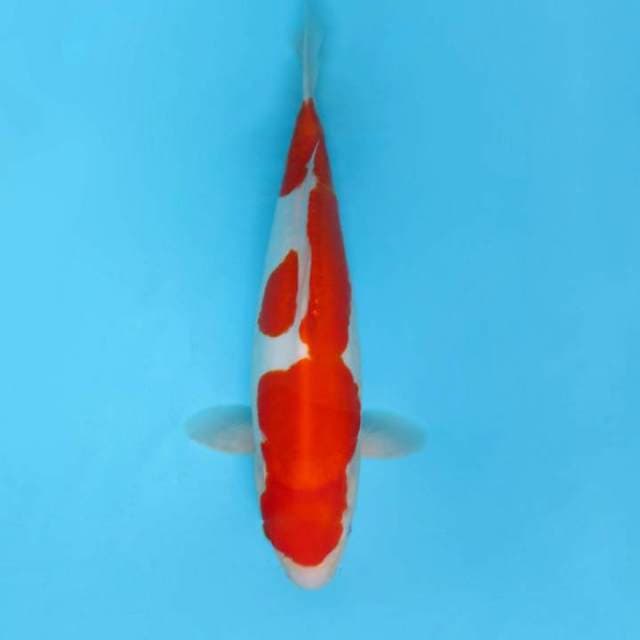 9. KOHAKU DOITSU QUALITY,-
