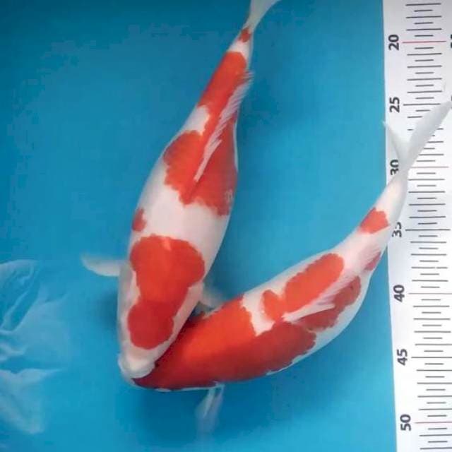 Kohaku size 32 cm (2 ekor) gendong telur