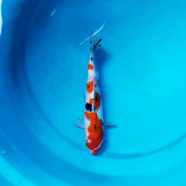 Sanke 26 cm