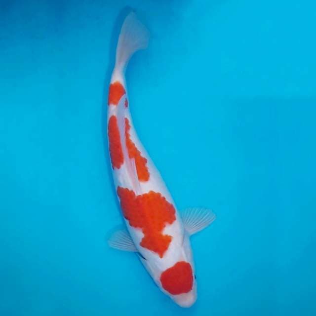 Kohaku 4 step F1 A (36cm, female)