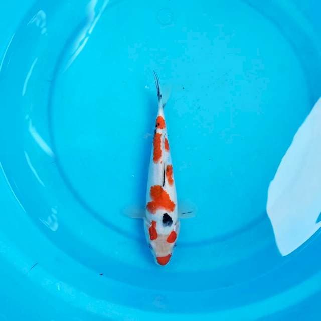 Kuchibeni Sanke 24 cm