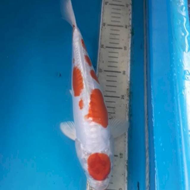 Kikushui 33 cm