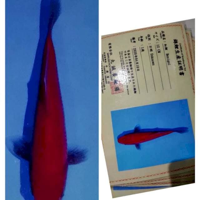 Benigoi marusei