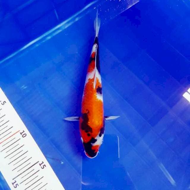 Showa 20cm, sumi teball, calon juara