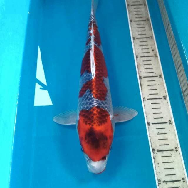 Goshiki, 41 cm