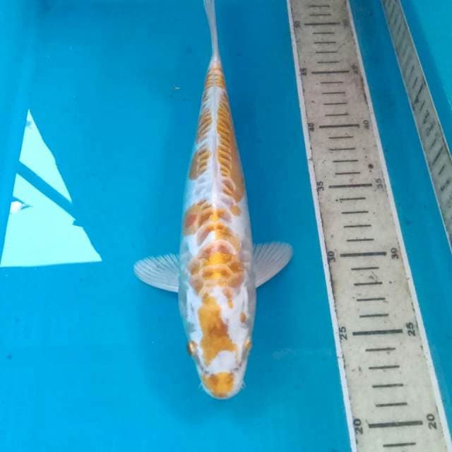 Hariwake Doitsu, 29 cm