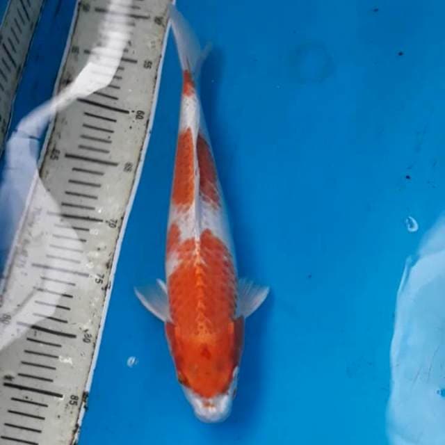 Hariwake Ori 34 cm
