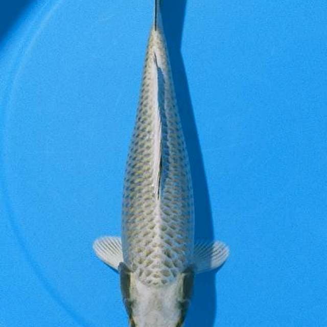 Mukasi ogon.35cm F