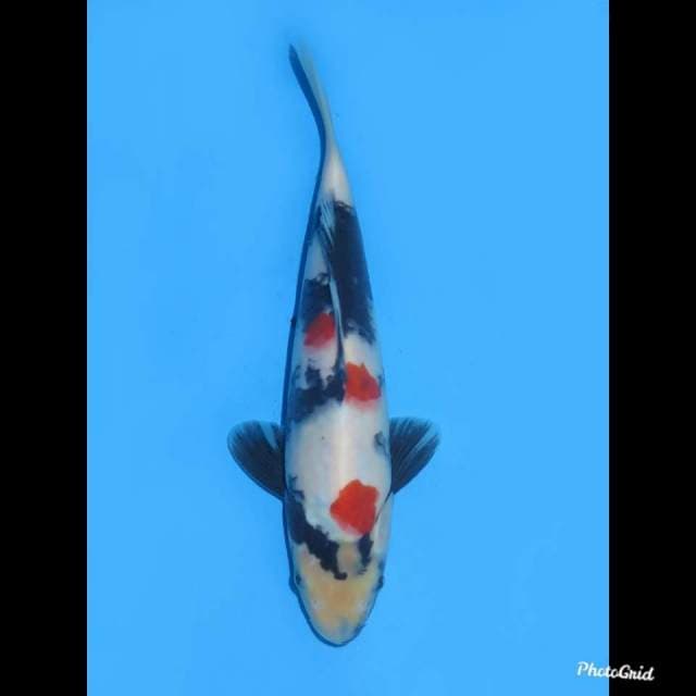 27cm , Jantan , Kindai Showa