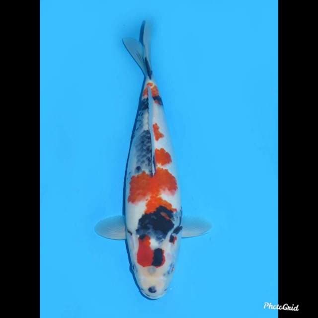 38cm , Jantan , Kindai Showa Tategoi