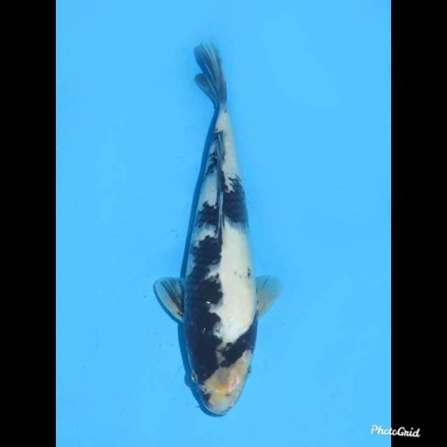 28cm , Jantan , Shiro Tategoi