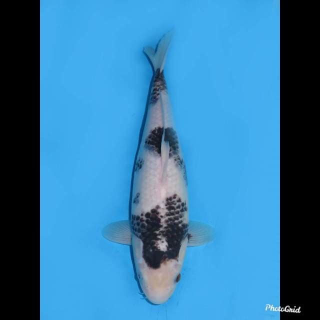 34cm , Betina , Kanoko Goromo