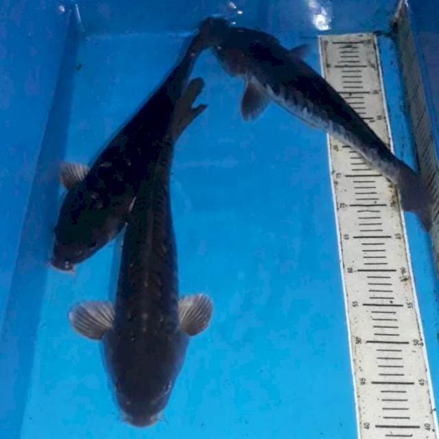 Sisik Naga Jumboo 45-50 cm