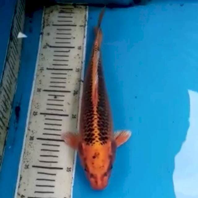 Matsuba 34 cm