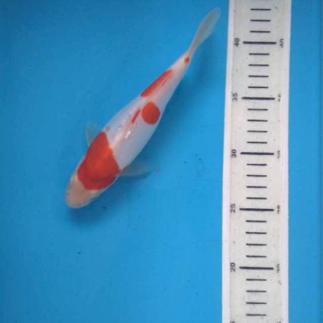 Kohaku doit 21cm
